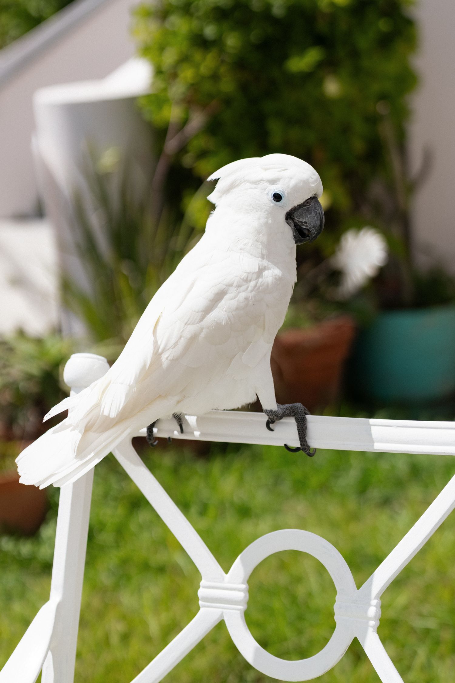 A white cockatoo perched on a white metal railing in a garden setting.