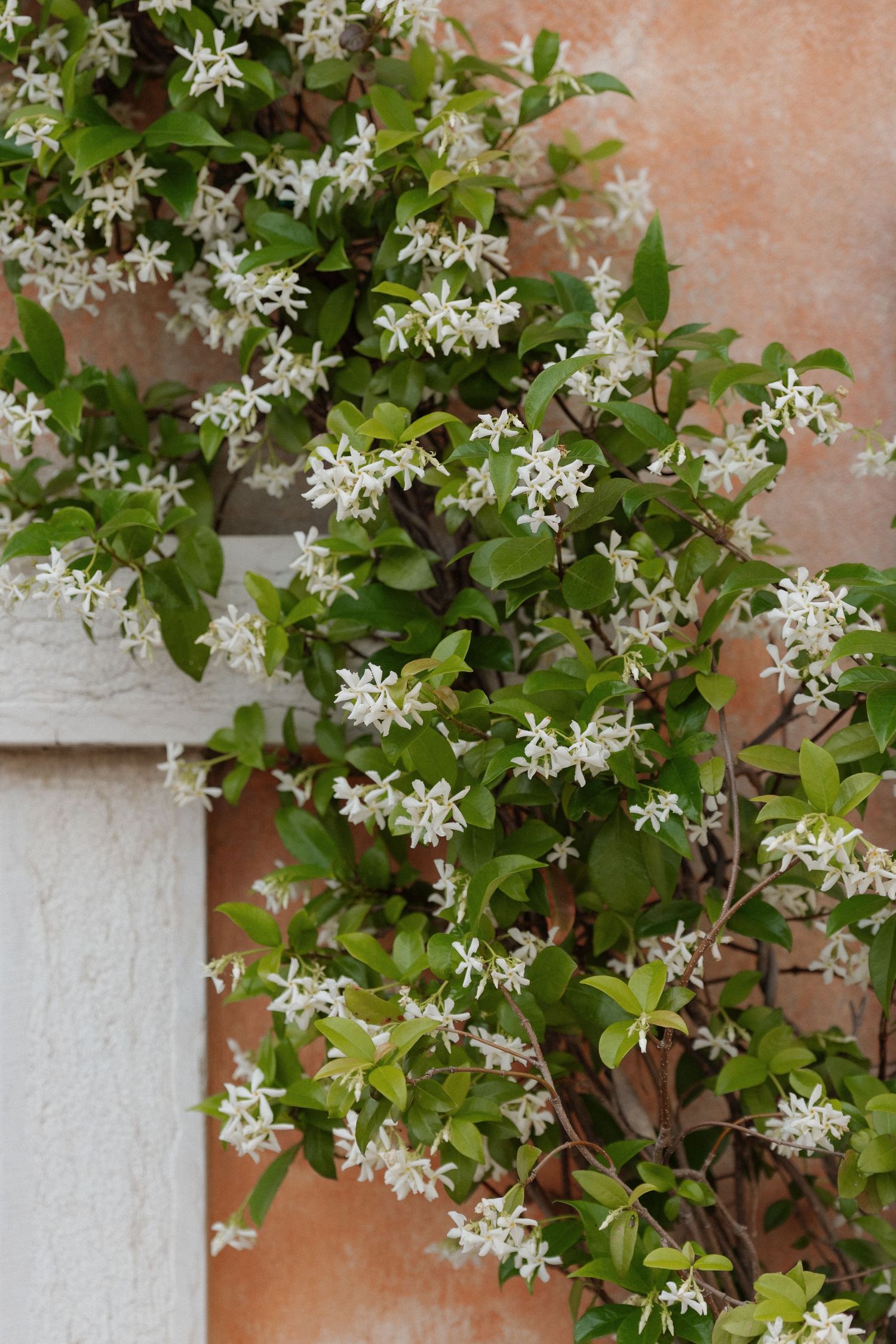 White star jasmine flowers blooming against a terracotta wall with lush green leaves cascading over a white pillar.