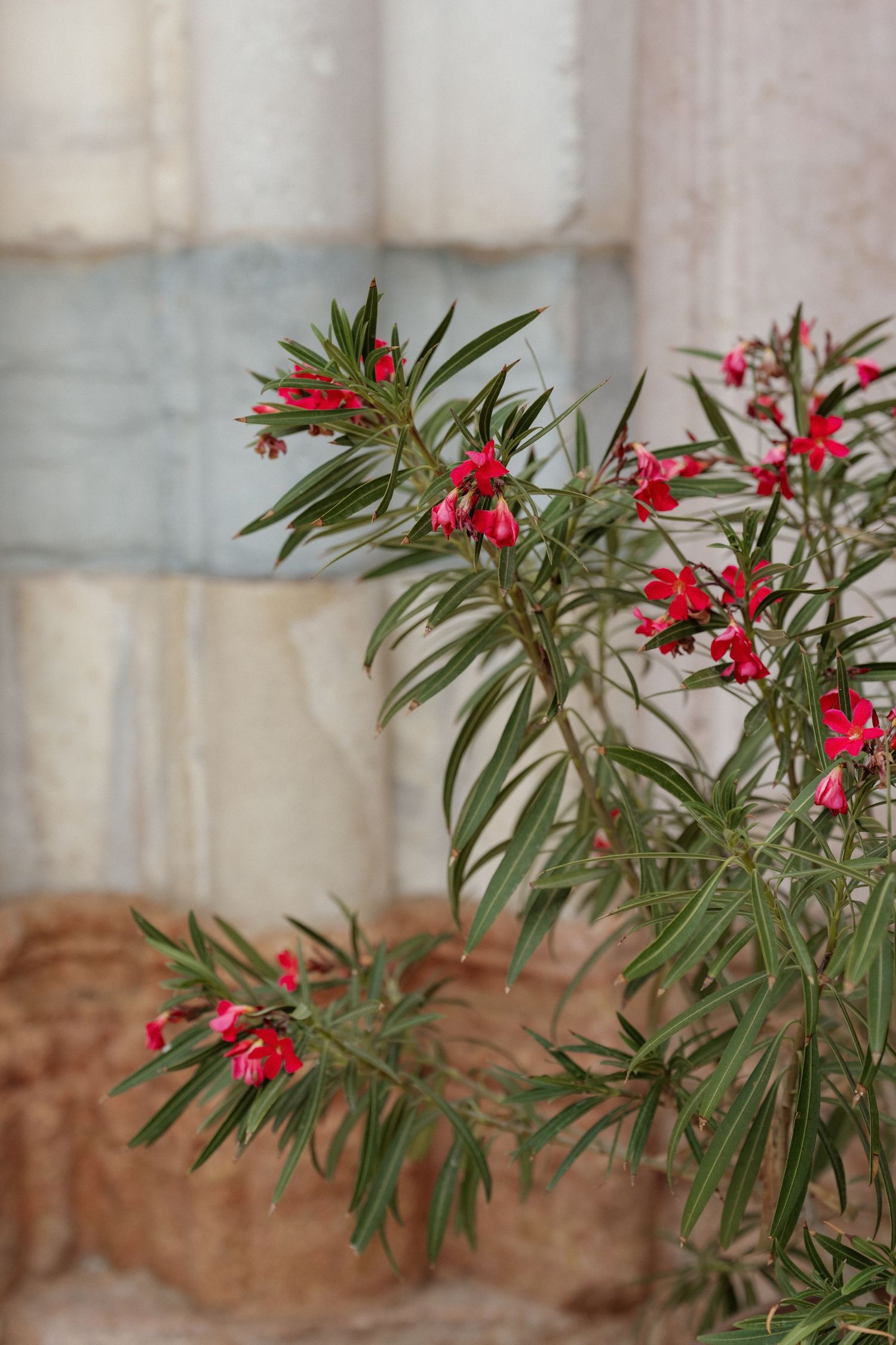 Red flowering grevillea shrub with narrow green leaves growing against a blurred stone wall background.