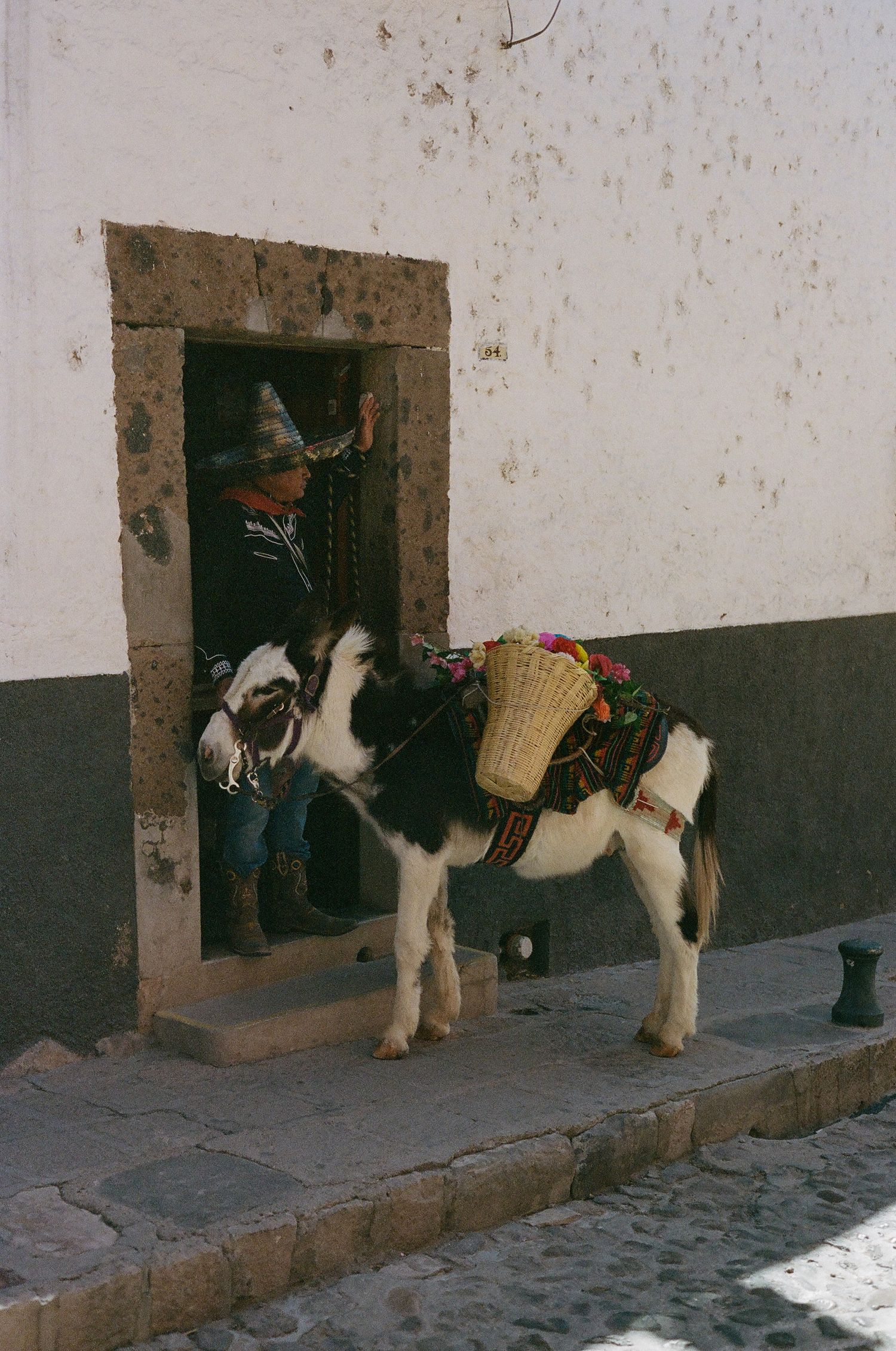 Row of donkeys waiting outside stone building entrances on cobblestone street.