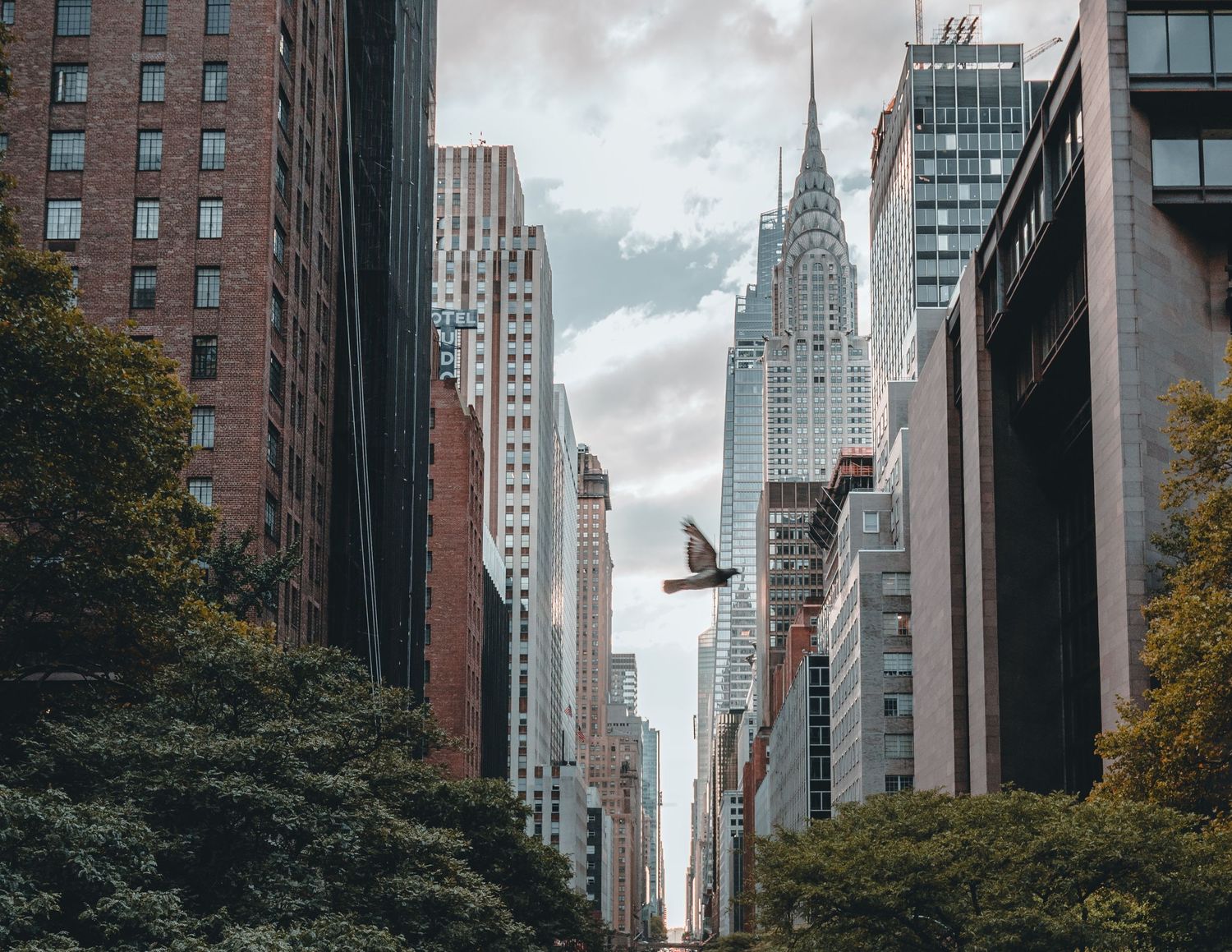 A bird soars between towering skyscrapers with the iconic Chrysler Building visible in Midtown Manhattan, NYC.