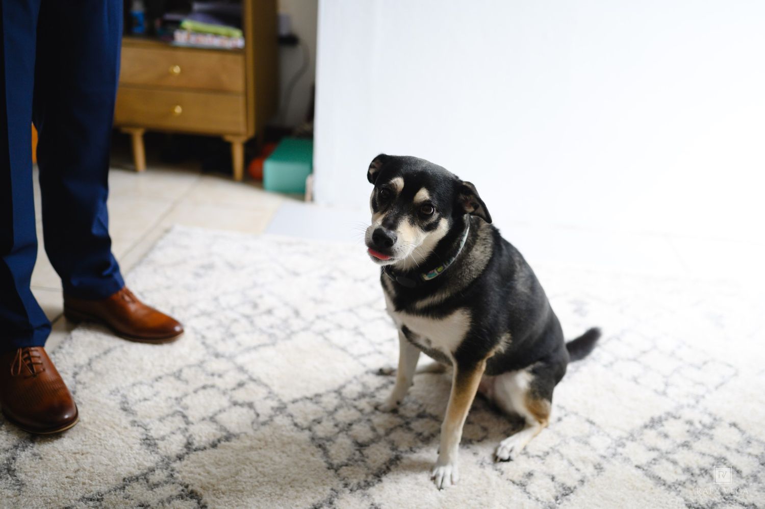 A black and tan Shiba Inu dog sits on a patterned rug indoors near a person wearing brown leather dress shoes.