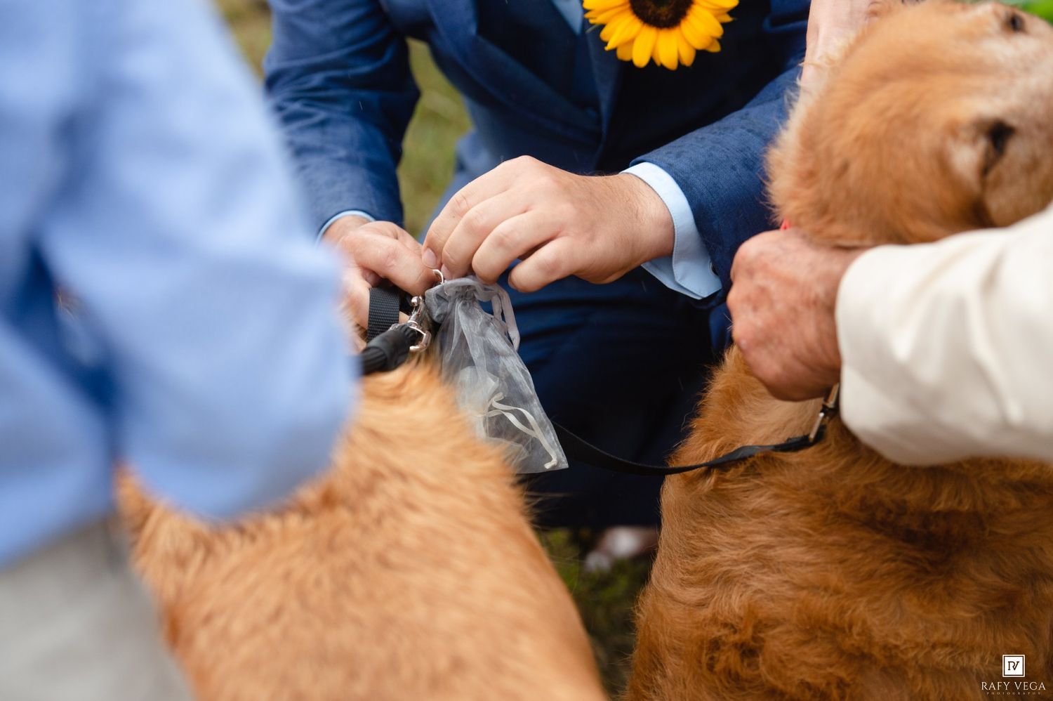 Man in blue suit attaching sunflower corsage to golden retriever dog at outdoor wedding ceremony.