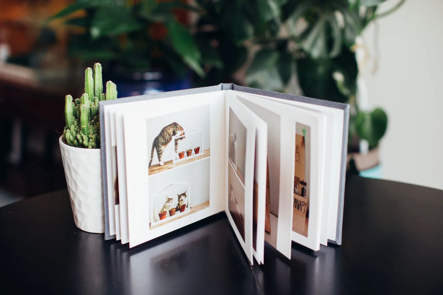 Small photo book open on a dark table displaying cat pictures, beside a cactus plant in a white pot.