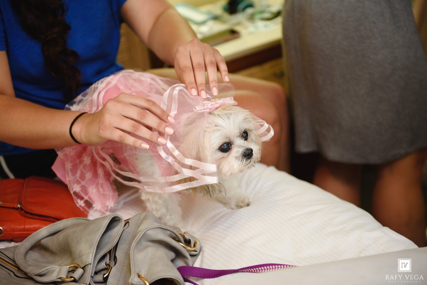 Small white Maltese dog dressed in pink tutu outfit being petted at wedding preparation event.