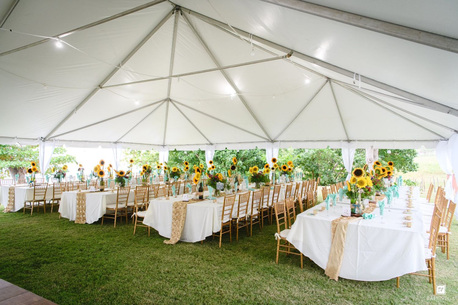 Elegant outdoor wedding tent with long tables, white linens, gold chairs, and vibrant sunflower centerpieces on green grass.