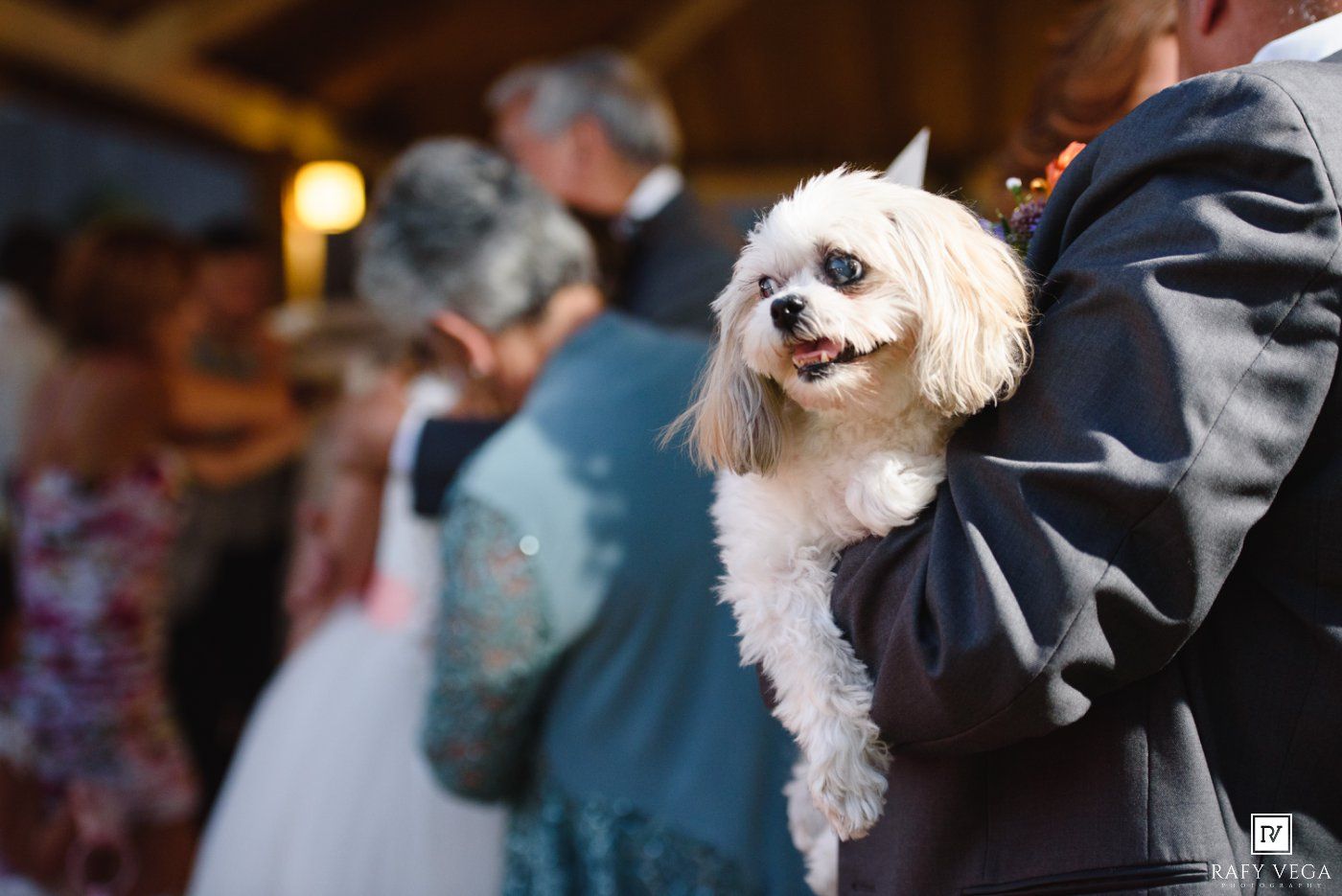A fluffy white Shih Tzu dog held by a guest at a wedding reception with dancers in the background.