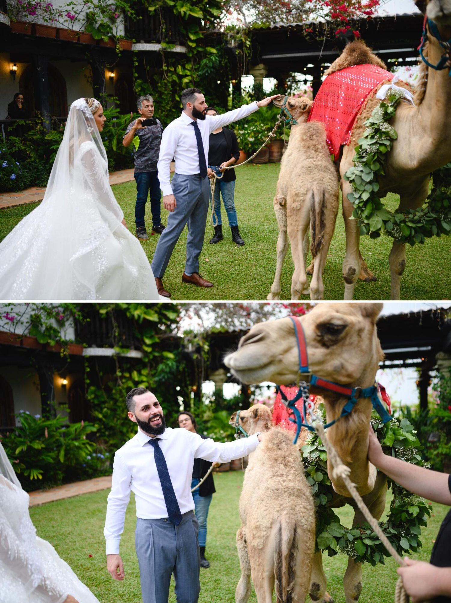 Bride and groom petting a decorated camel at an outdoor wedding ceremony surrounded by lush greenery.