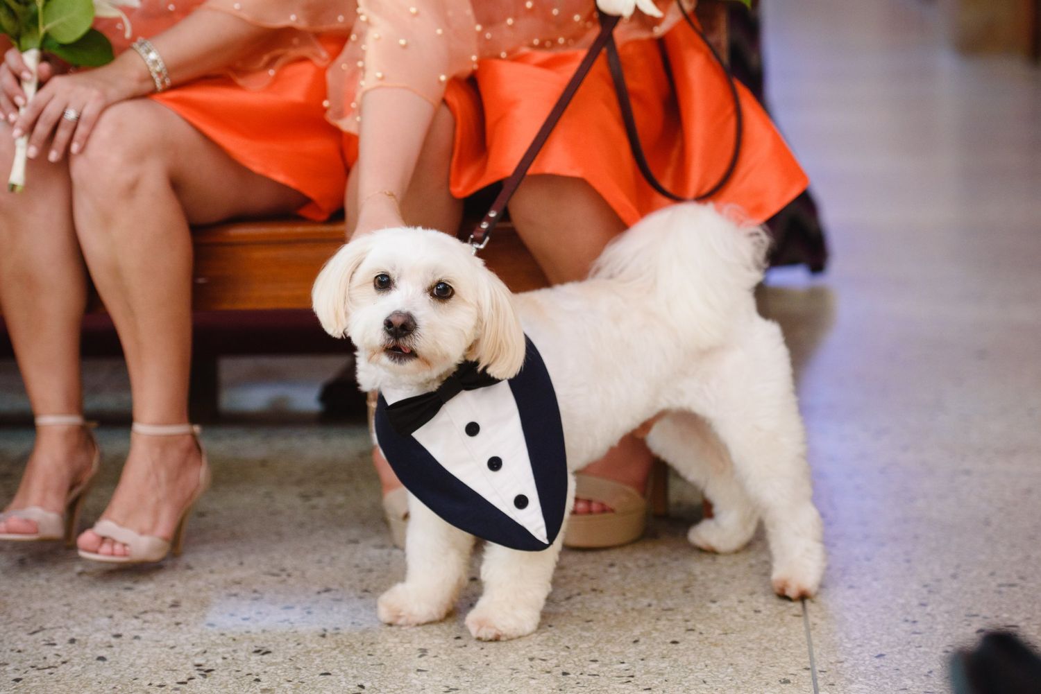 A fluffy white dog wearing a tuxedo bandana stands on a tiled floor at a wedding event.