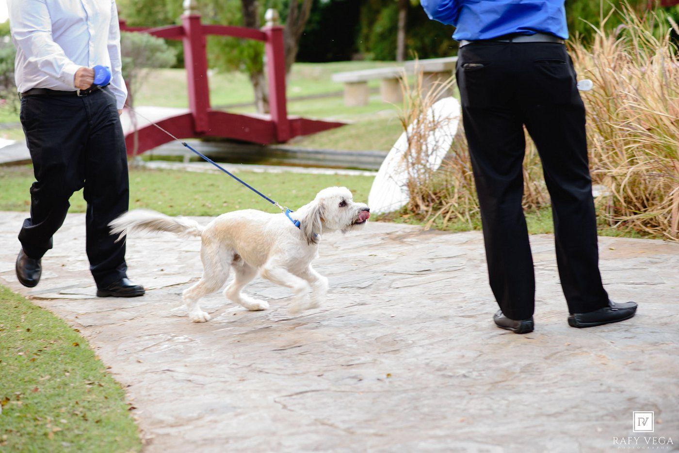 Small white dog on leash walking between two men in formal attire on garden path.