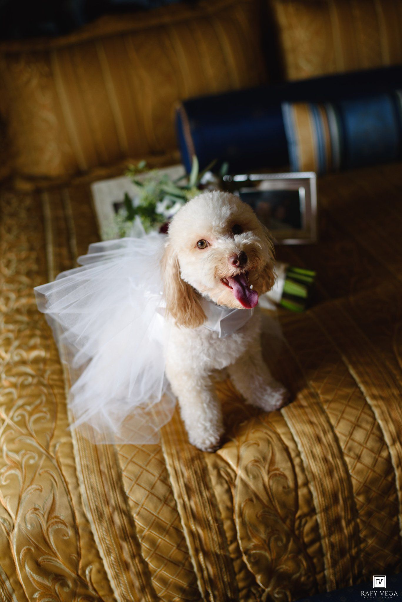 Adorable white poodle wearing a white tutu sitting on a gold couch near a wedding bouquet.