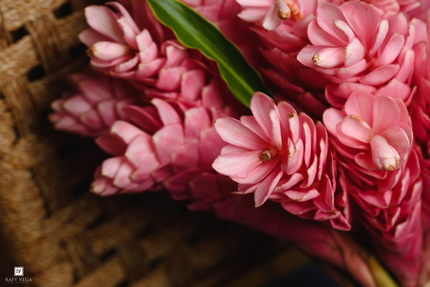 Close-up of vibrant pink tropical ginger flowers arranged in a woven basket, showcasing lush petals and green leaves.