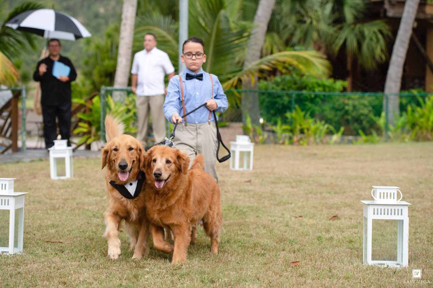 A young boy in suspenders walks two golden retrievers wearing bow ties down a wedding aisle lined with lanterns.
