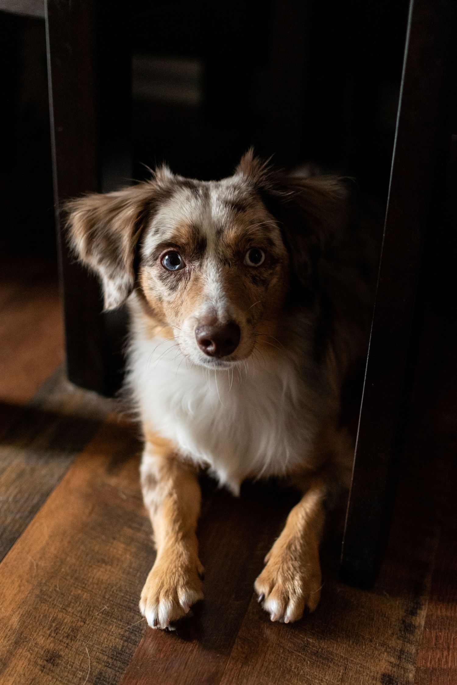 Australian shepherd dog, puppy.