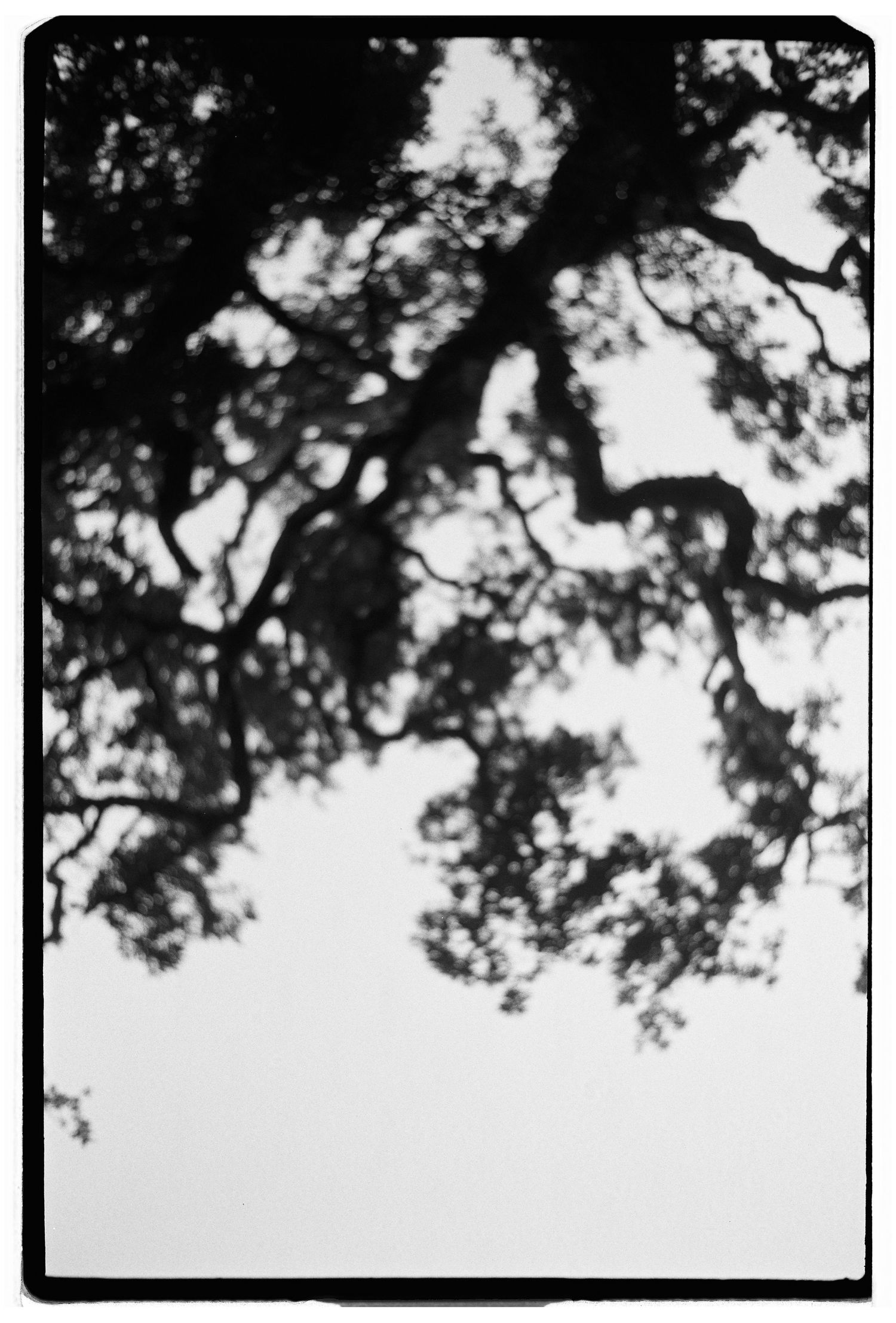 A film photograph looking up through tree branches against a bright sky in Portugal