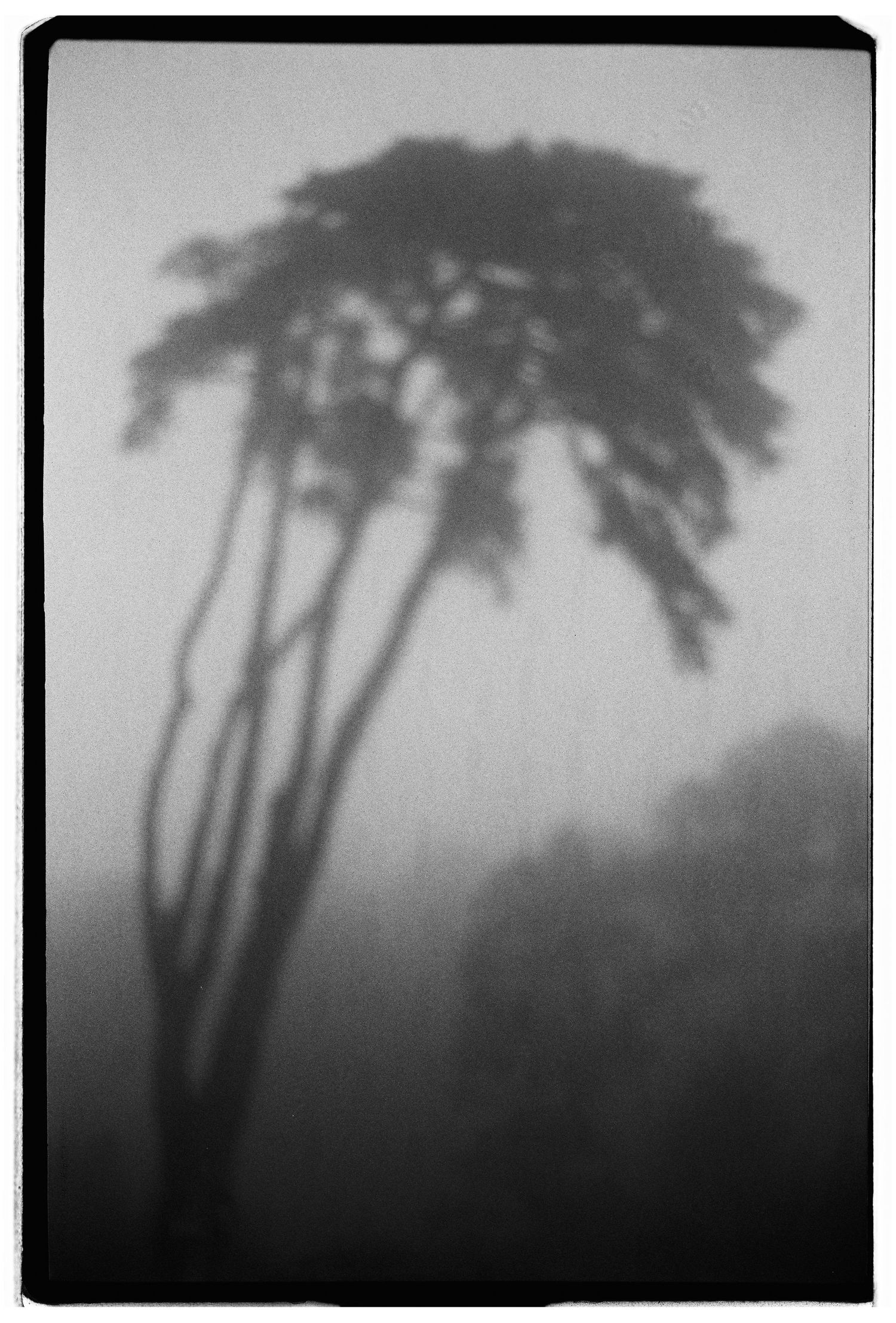 A film photograph of palm trees silhouetted in the morning mist in Sintra, Portugal