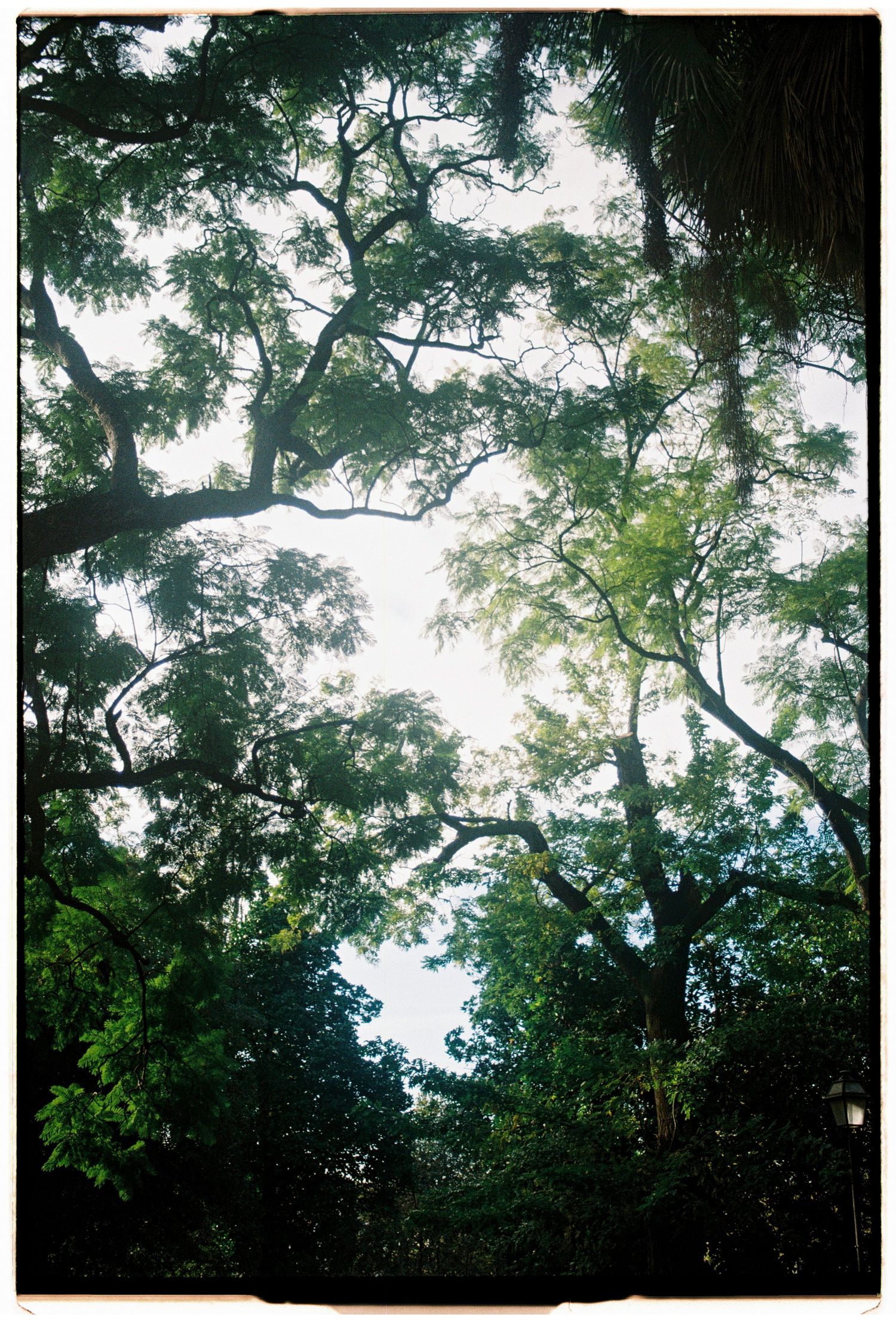 A film photograph looking up through a lush green tree canopy in Sintra, Portugal