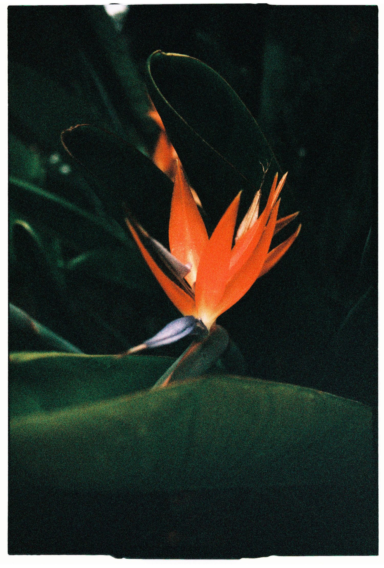A film close-up of a bird of paradise flower in Lisbon, Portugal