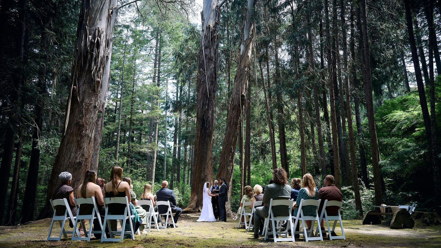 Outdoor wedding ceremony in a forest with guests seated facing the couple under tall trees.