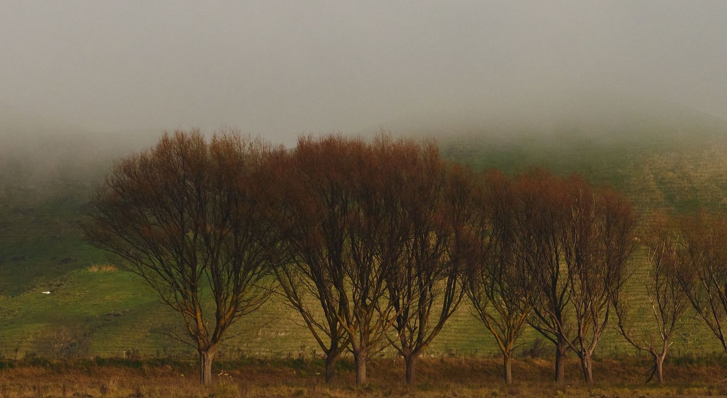 Bare winter trees shrouded in thick fog on a green hillside in a moody landscape.