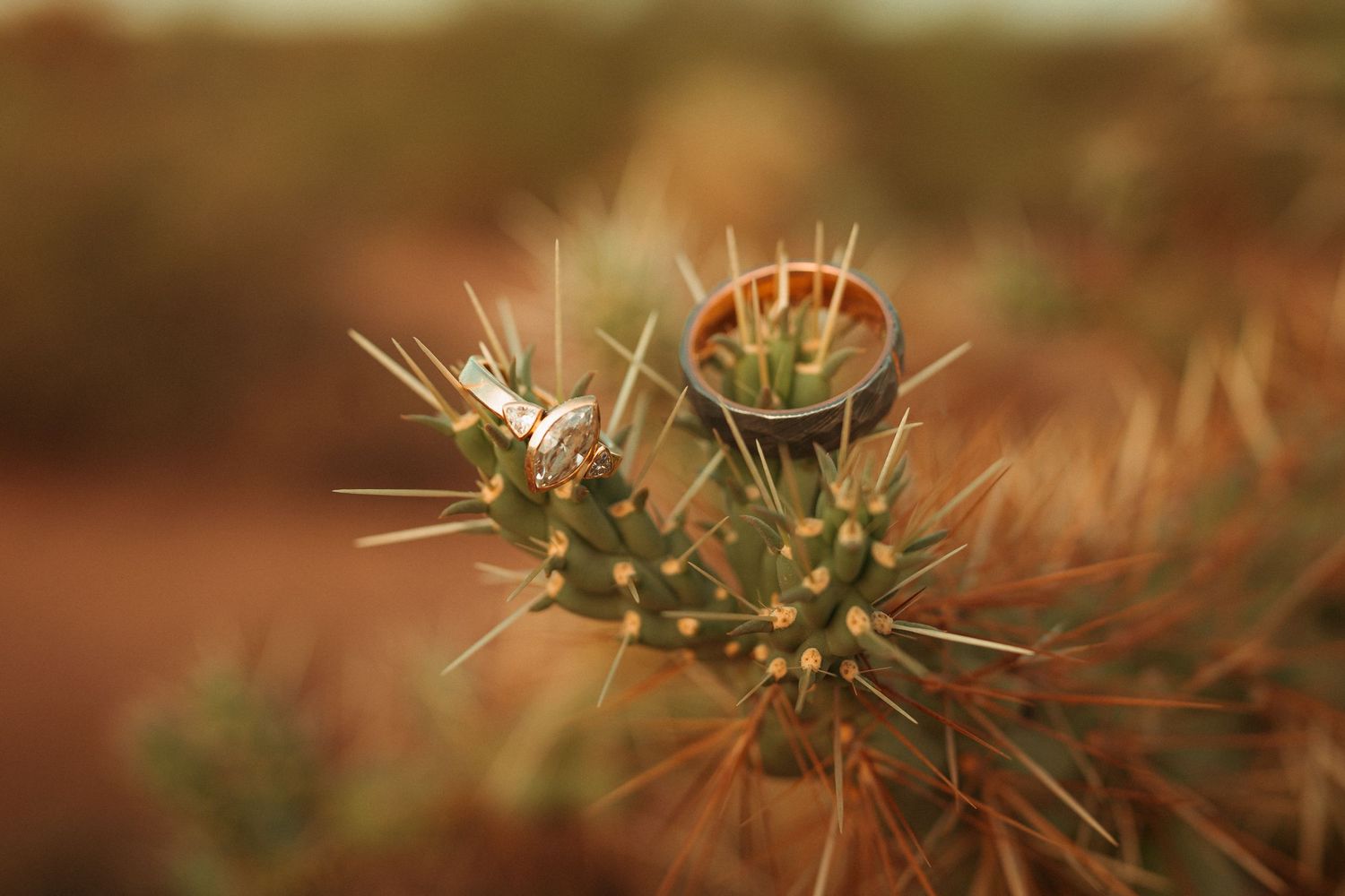 Close-up of a spiny cholla cactus with rings resting on it, set against a warm desert background.