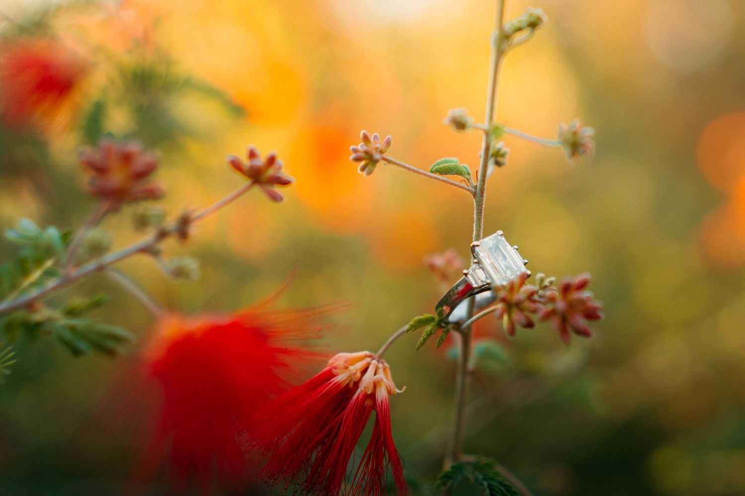 A hummingbird hovers near vibrant red bottlebrush flowers in a lush garden with colorful bokeh background.