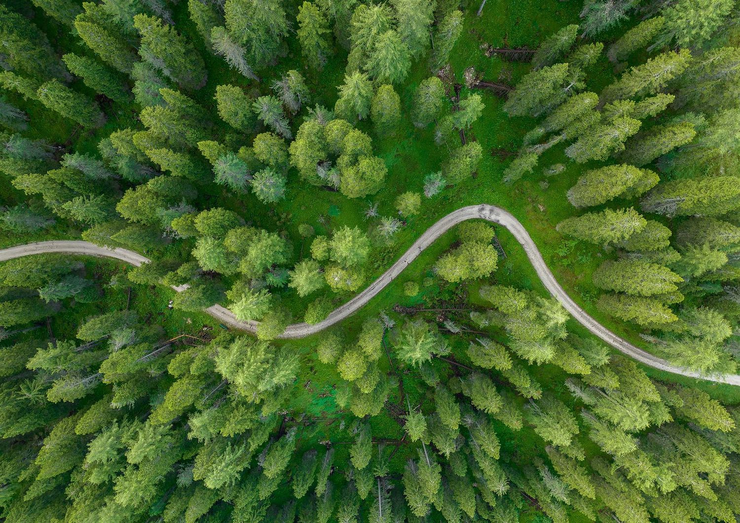 Aerial view of a winding road cutting through a lush green forest of tall pine trees.