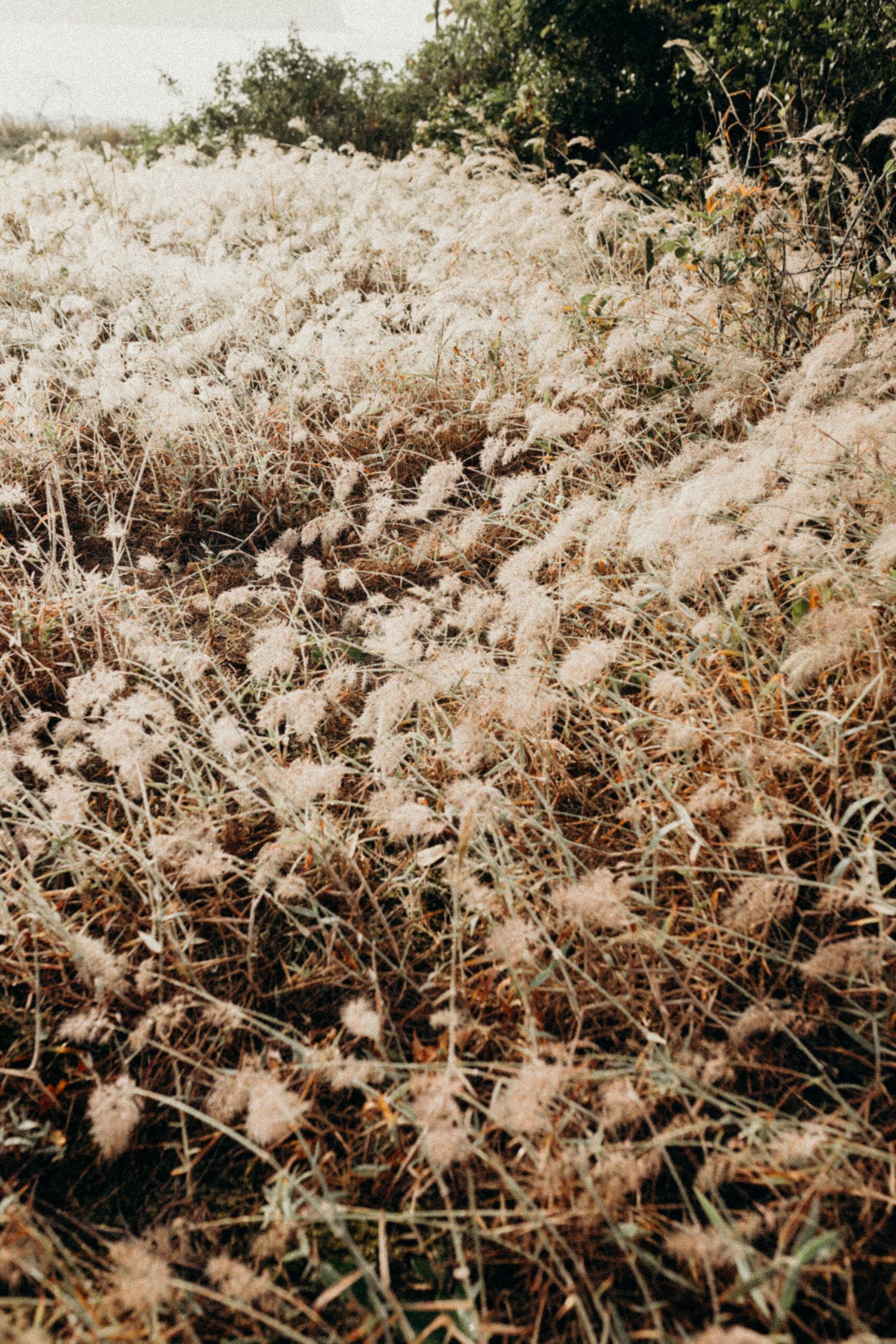 Soft focus close-up of delicate wild grasses and plants in golden sunlight.