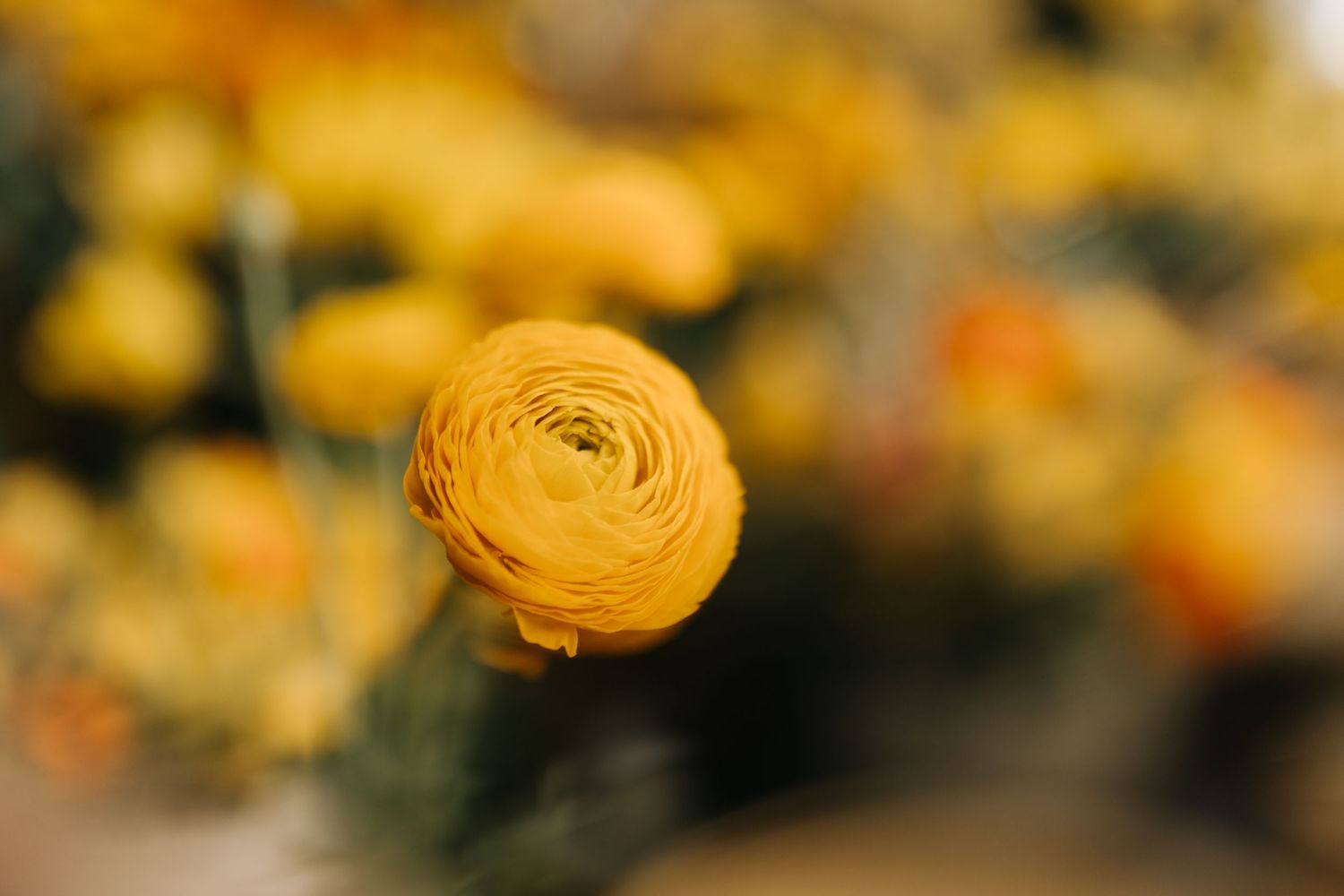 Close-up of a single yellow ranunculus flower in soft focus.