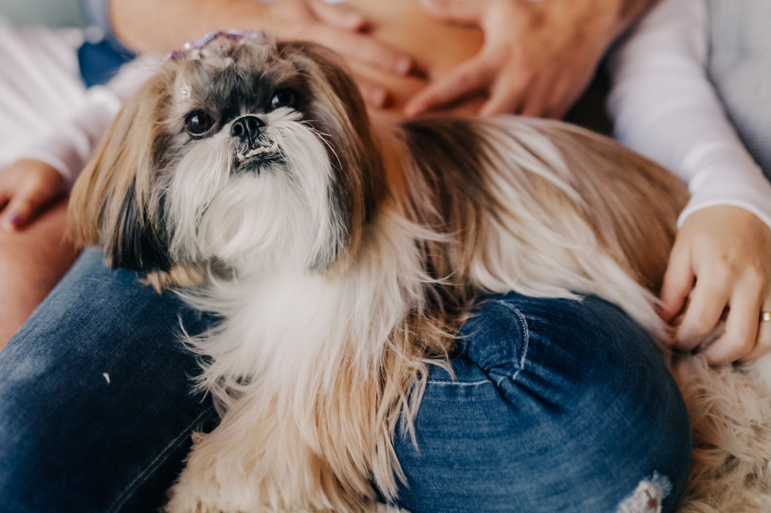 A fluffy Shih Tzu dog with black and tan fur closeup.