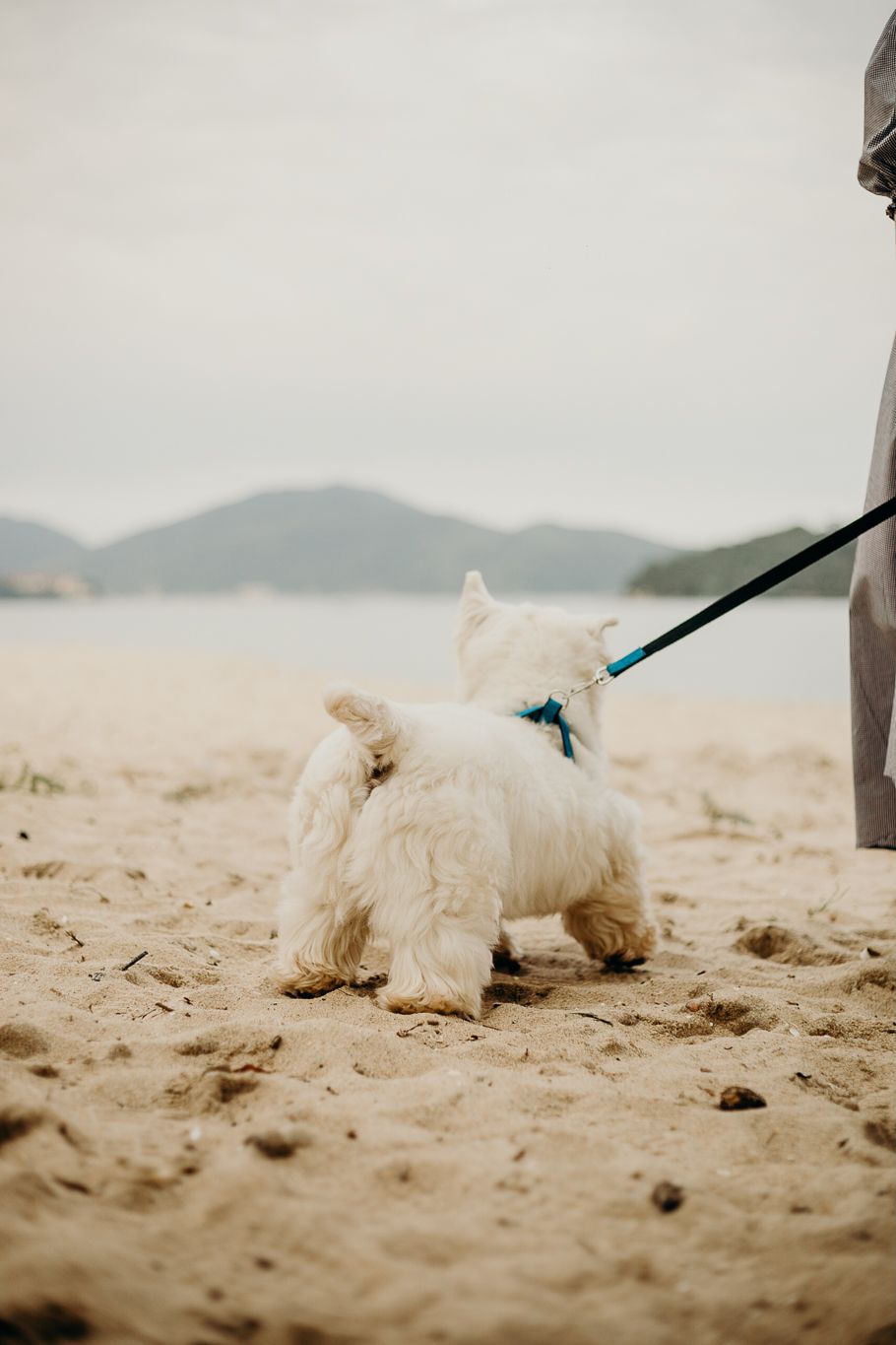 White fluffy dog on leash explores sandy beach with mountains in background.