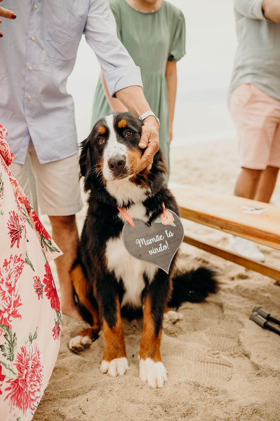Black and white Bernese Mountain Dog wearing a wedding sign at beach celebration.