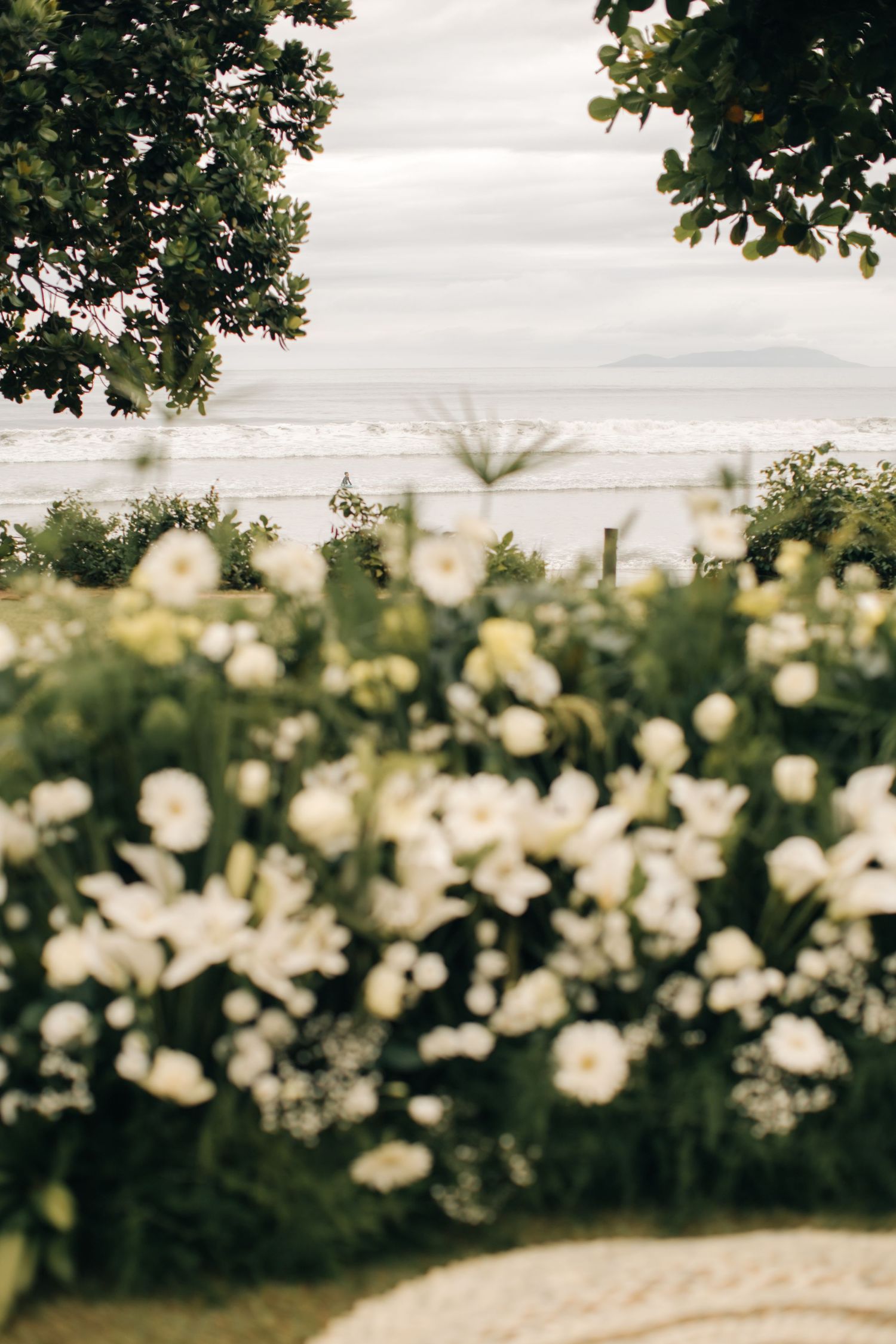 White roses bloom in a garden with soft bokeh effect and natural lighting.