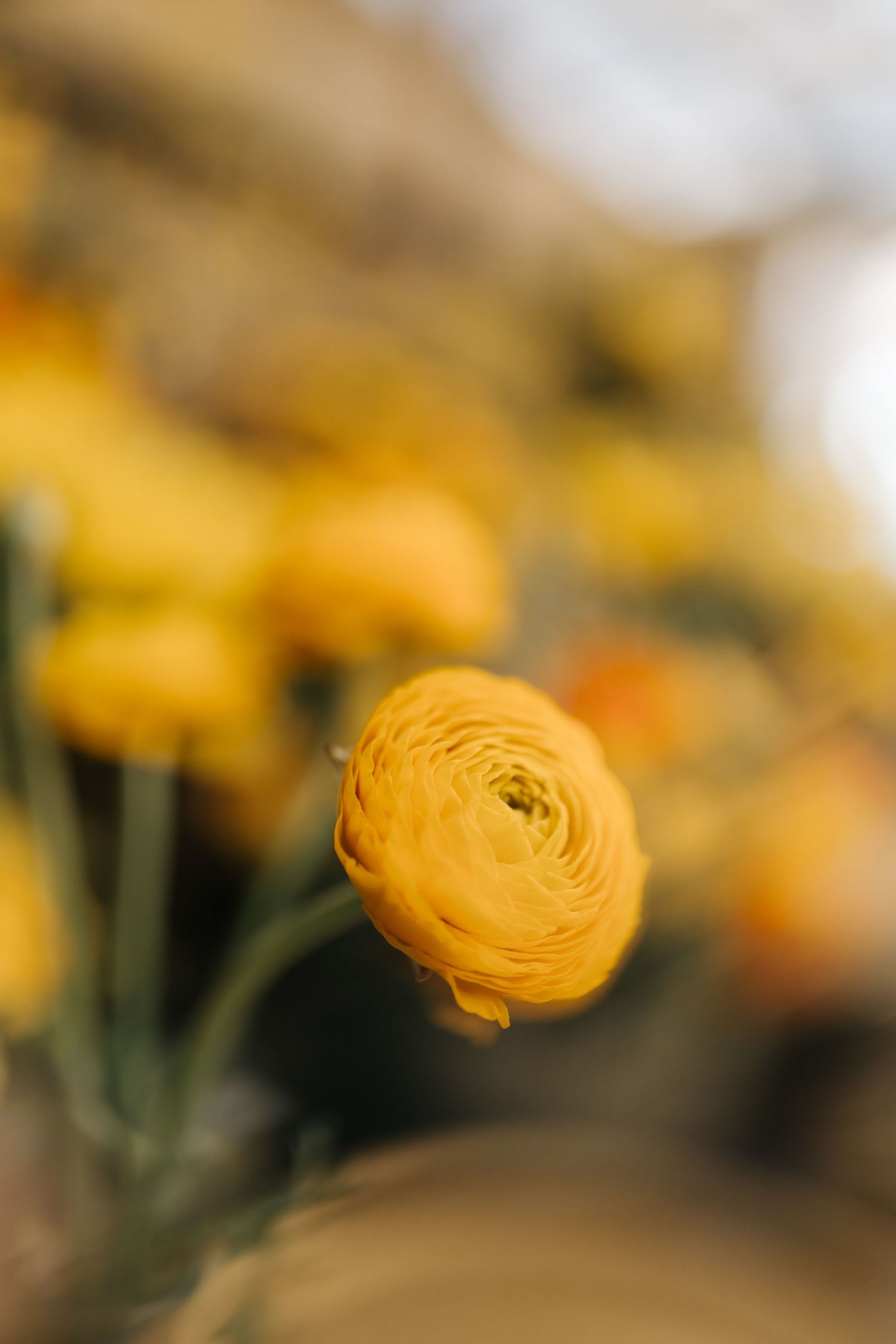 Close-up of vibrant yellow ranunculus flowers in soft focus creating a romantic atmosphere.