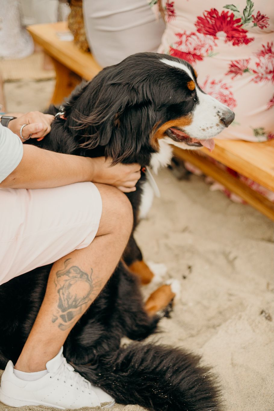 A Bernese Mountain Dog sits on carpet while someone in white clothing pets them.