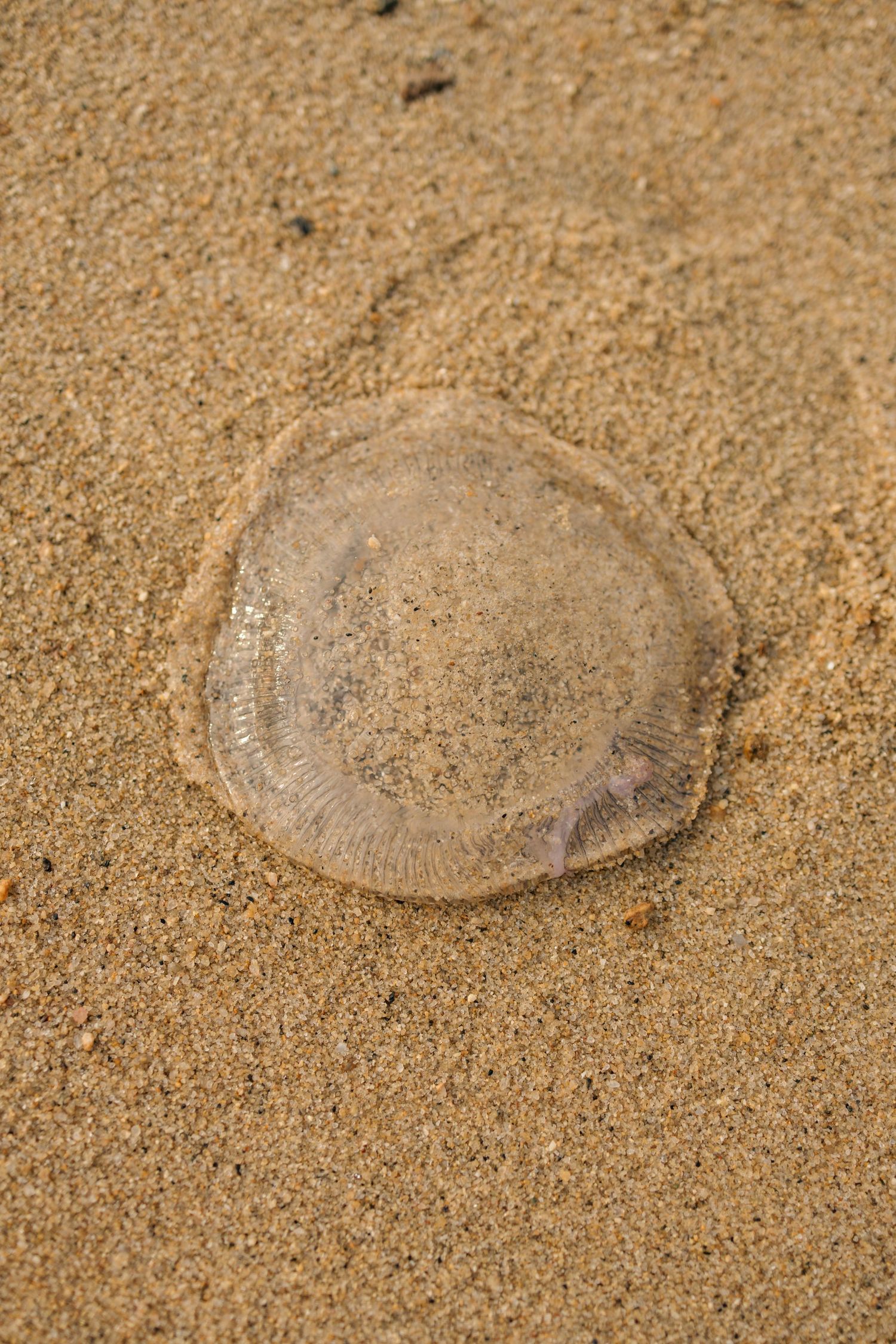 Close-up sequence of translucent sand dollars partially buried in fine beach sand.