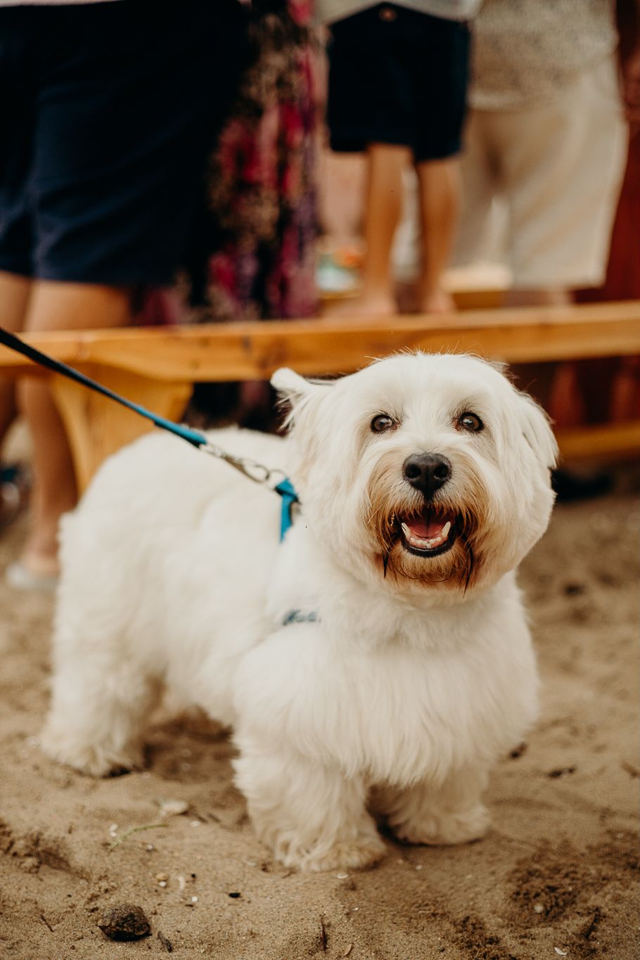 Cute white dog with fluffy fur smiling at camera while wearing turquoise leash.