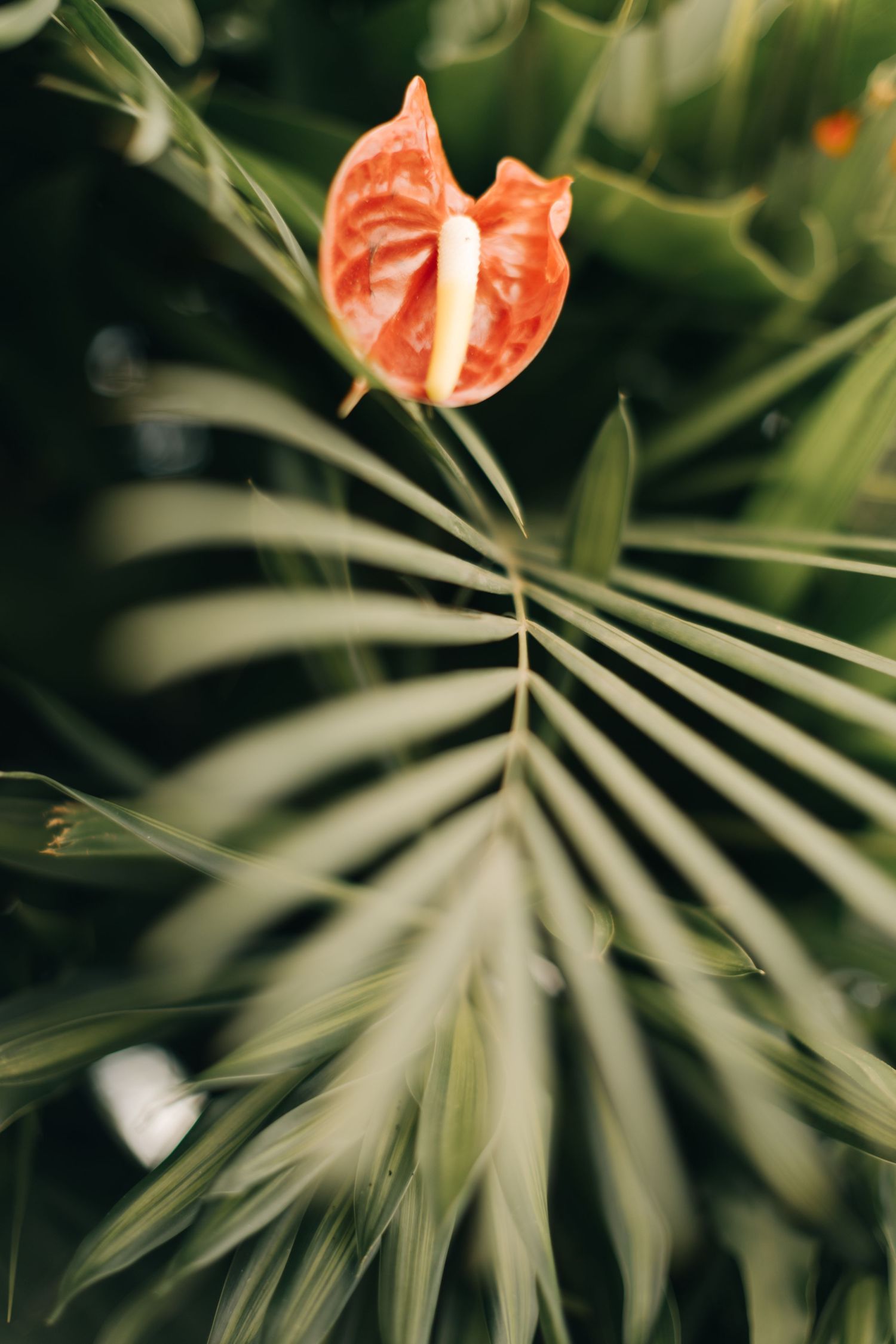 Single orange anthurium flower framed by palm leaves in soft focus.