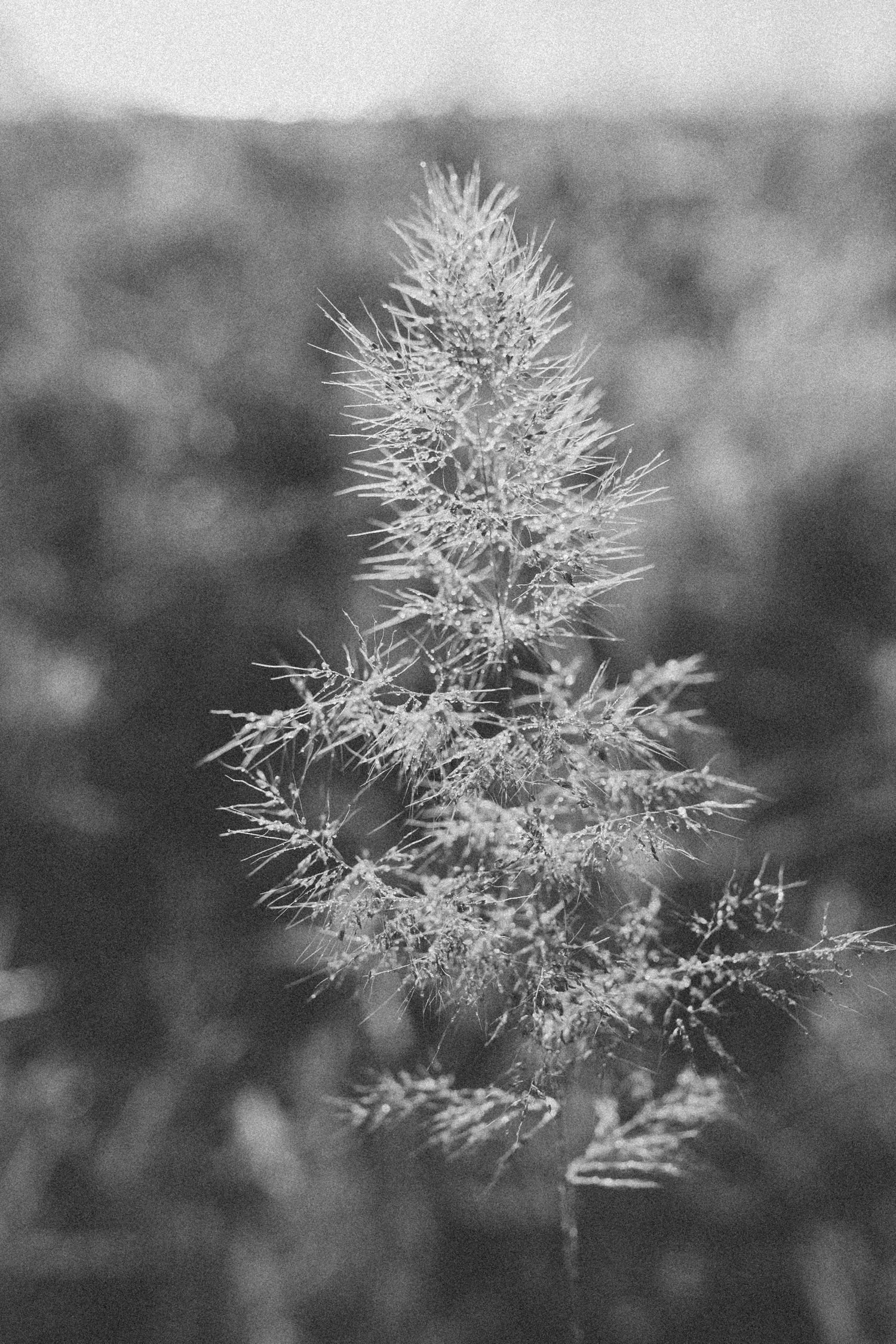 Black and white macro photography of delicate wild grass flowers in soft focus.