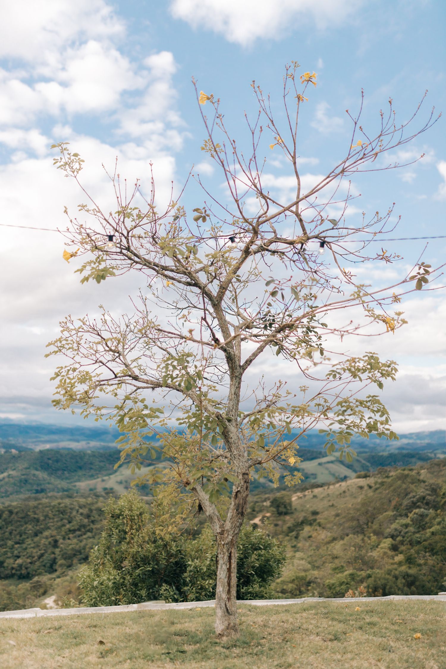Scenic mountain landscape with a bare tree silhouetted against blue sky and rolling hills.