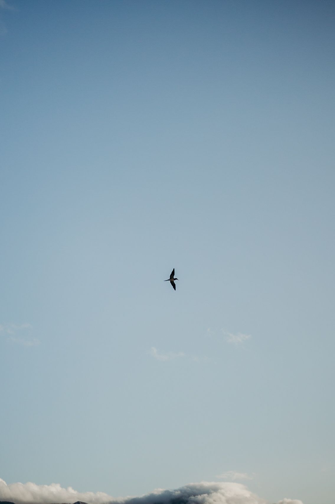 A lone bird soars through a clear blue sky with clouds on the horizon.