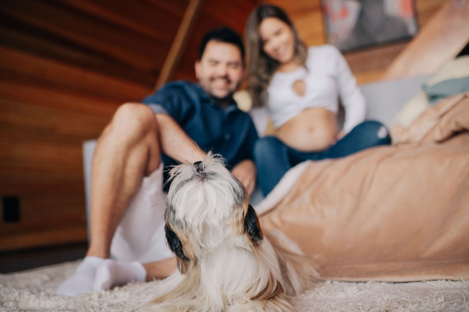 A casual lifestyle photo with a Shih Tzu dog in a wooden-paneled room.