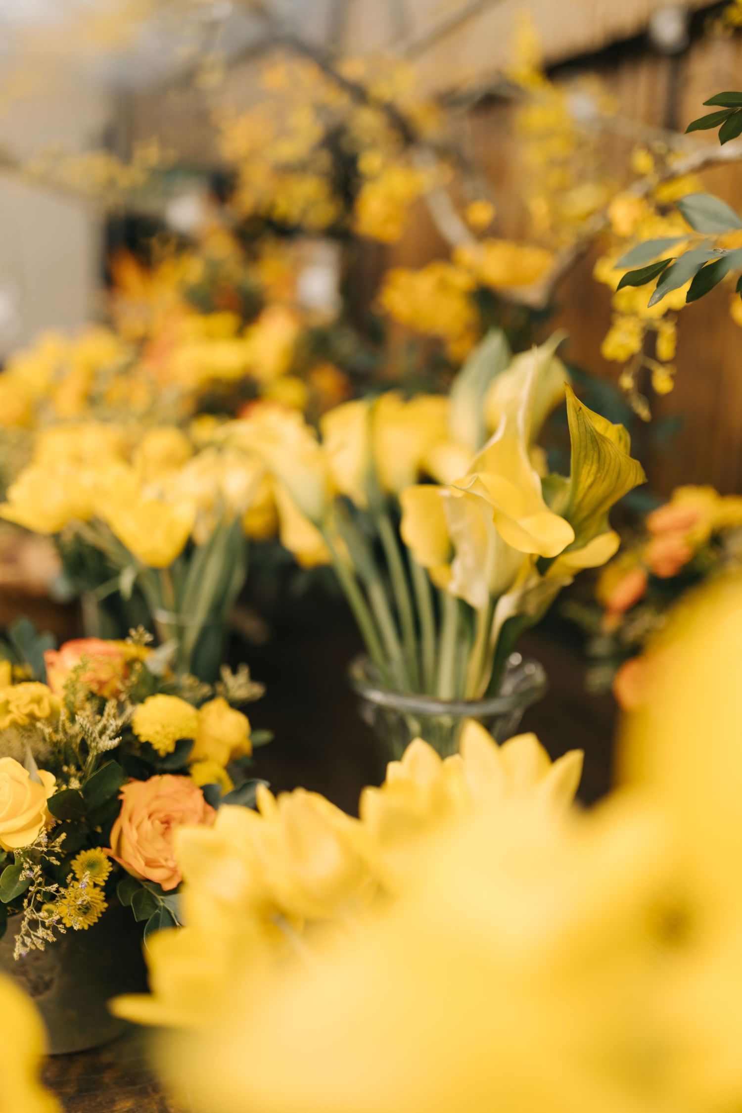 Delicate yellow spring flowers blooming in soft focus with blurred background.