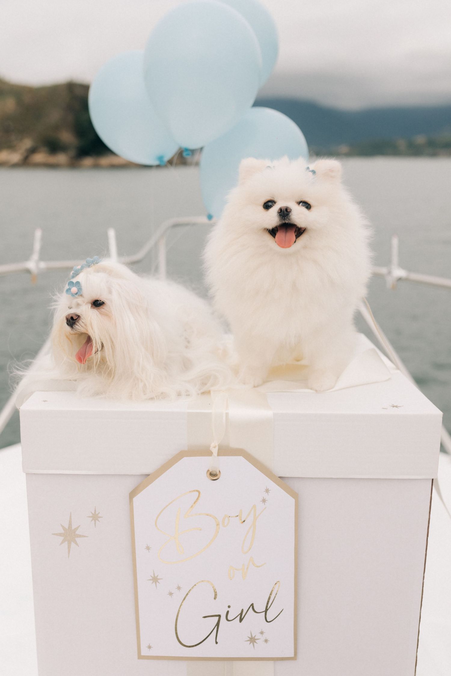 Two fluffy white dogs sit in a white box with light blue balloons and 'Boy or Girl' sign on a boat.