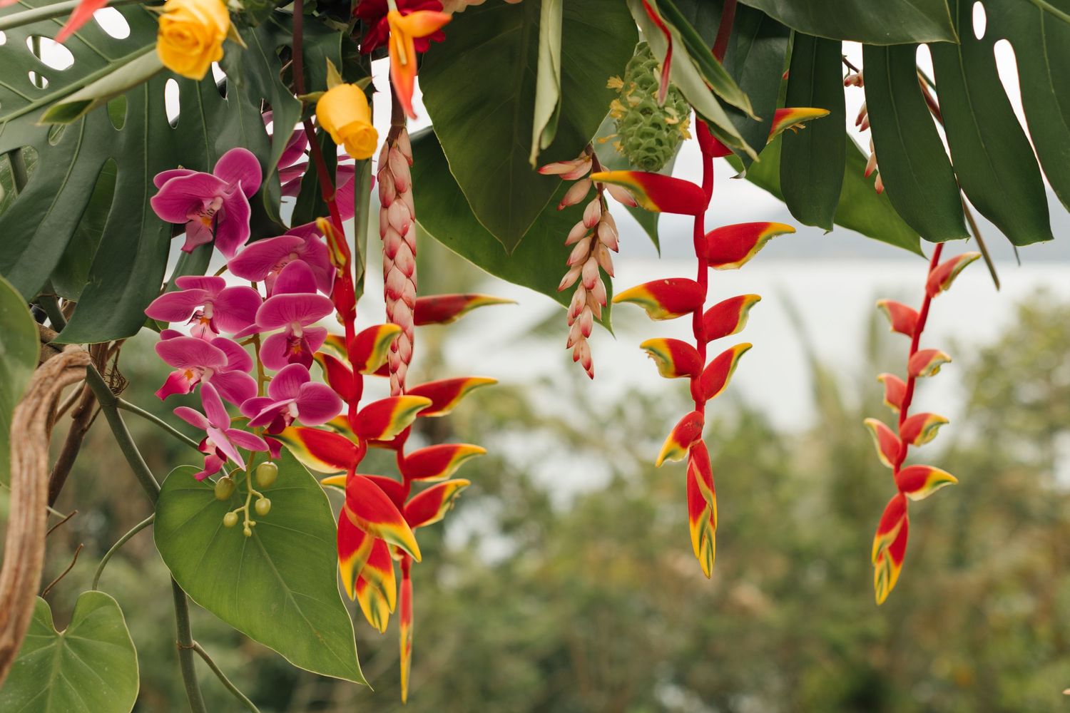 Vibrant heliconia flowers in red, orange, yellow and pink colors hang from green stems in a tropical garden setting.