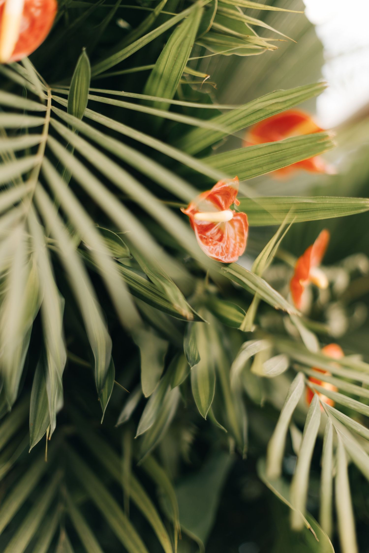 Tropical palm fronds frame coral-colored flowers in soft natural light.