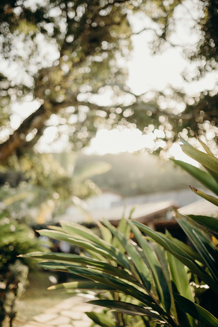 Lush tropical palm fronds backlit by golden sunlight in a garden setting.