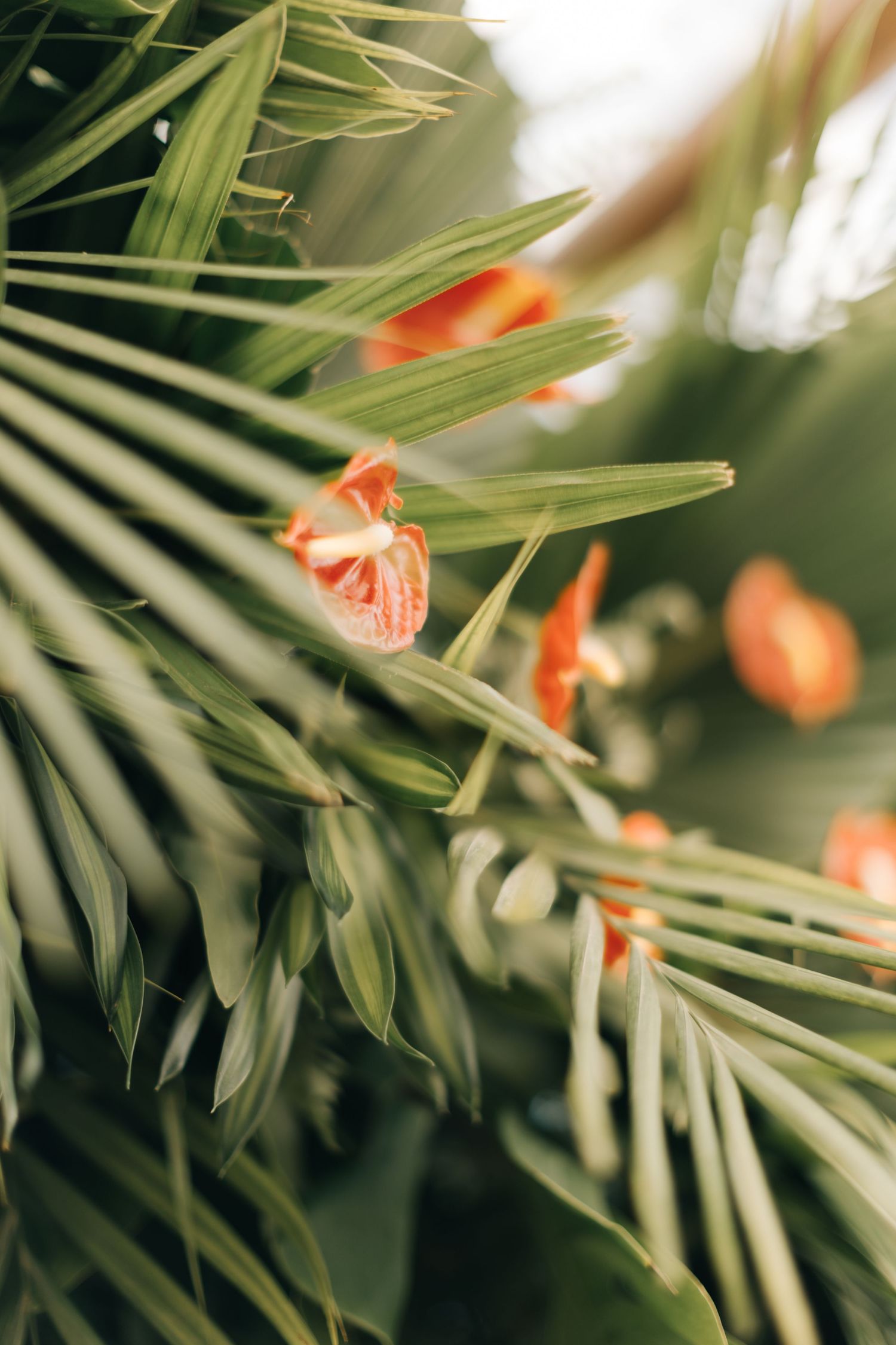 Palm fronds with orange anthurium flowers in soft focus tropical setting.