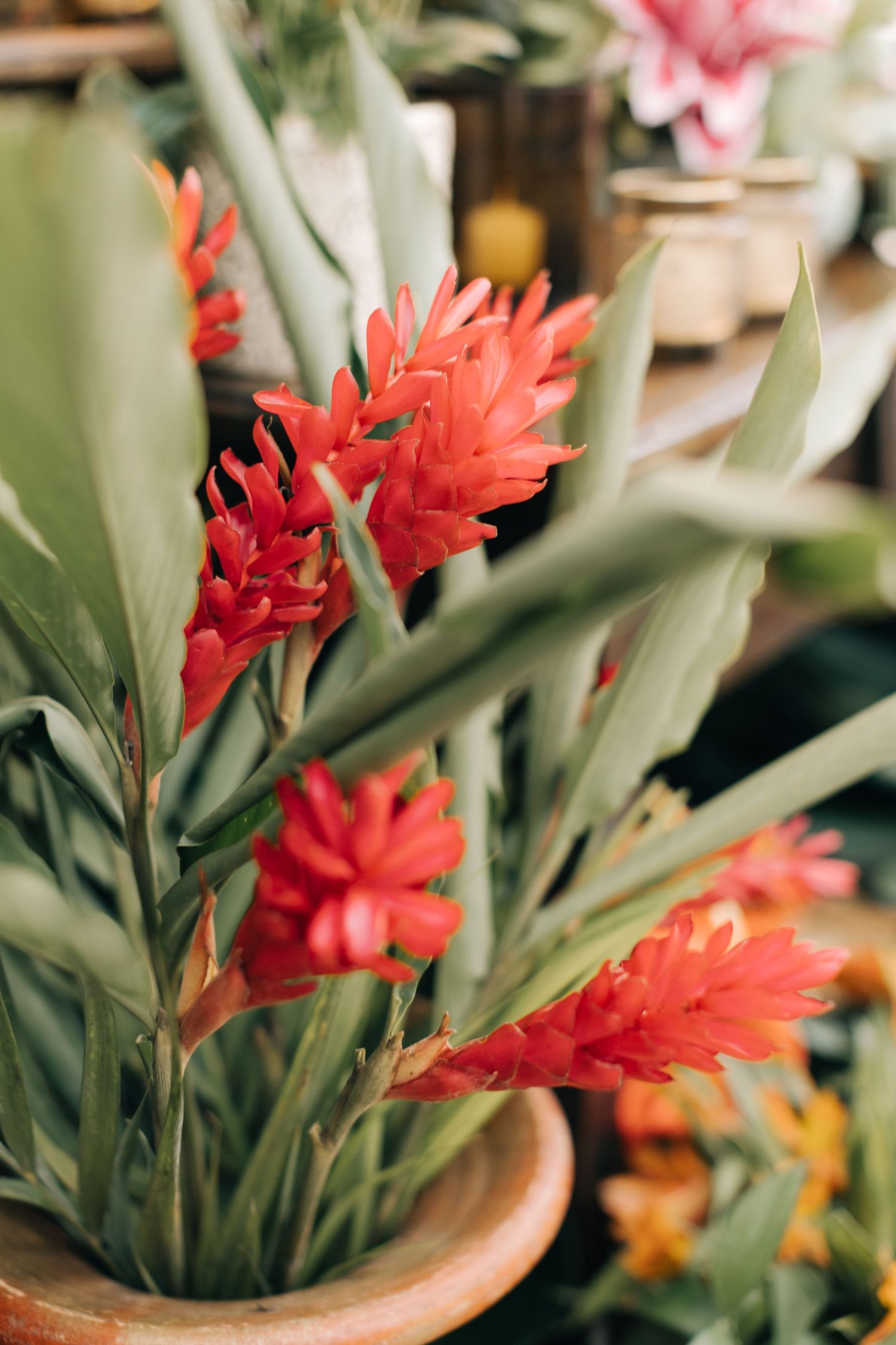 Close-up of vibrant red tropical flowers with green foliage in a potted arrangement.