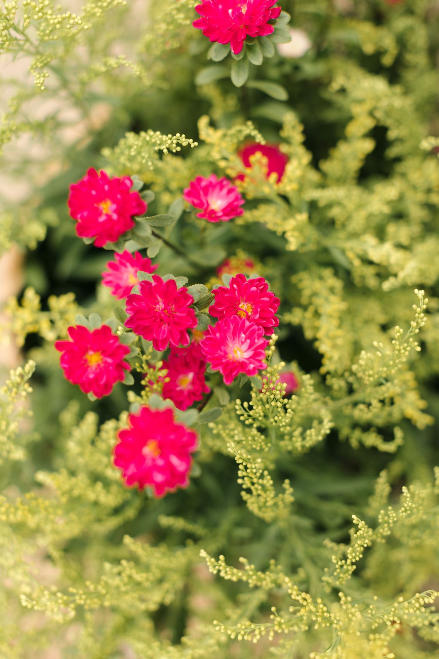 Vibrant red flowers blooming among delicate green foliage in a garden setting.